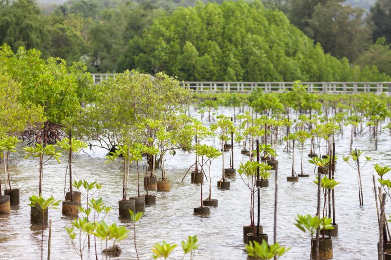 Pine Tree Planting in Honolulu, HI