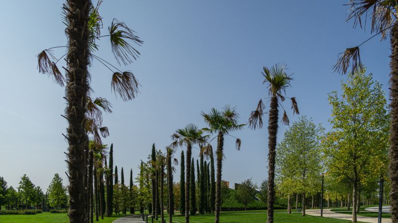Privacy Trees Planting in Ventura County, CA